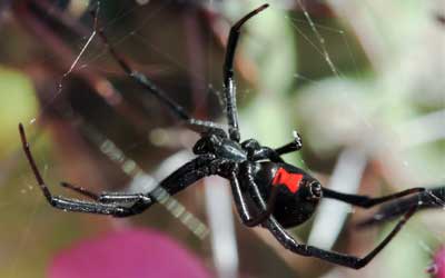 company service B tag